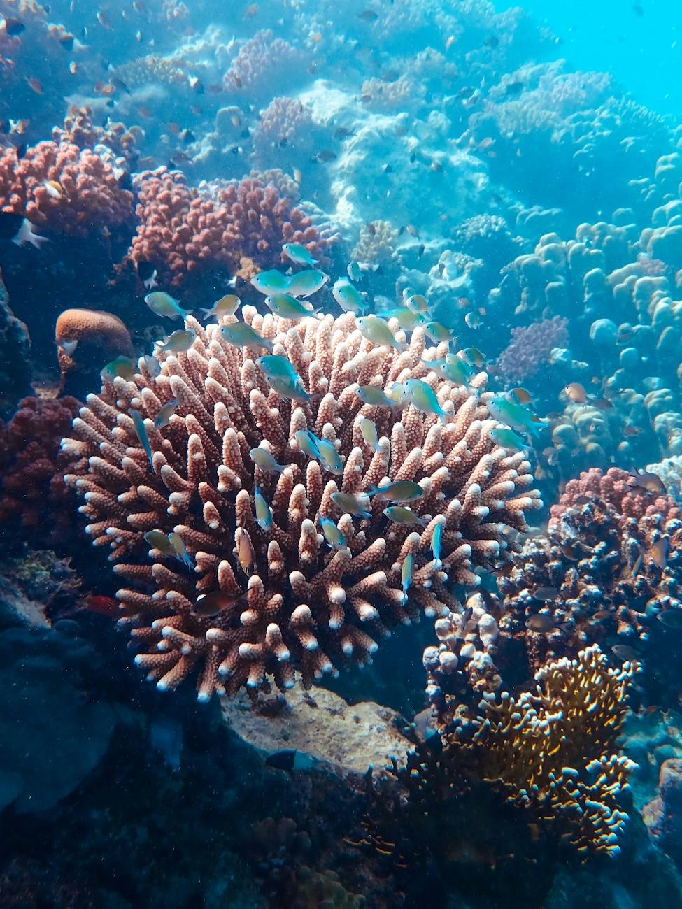 Andaman underwater photography of coral reef